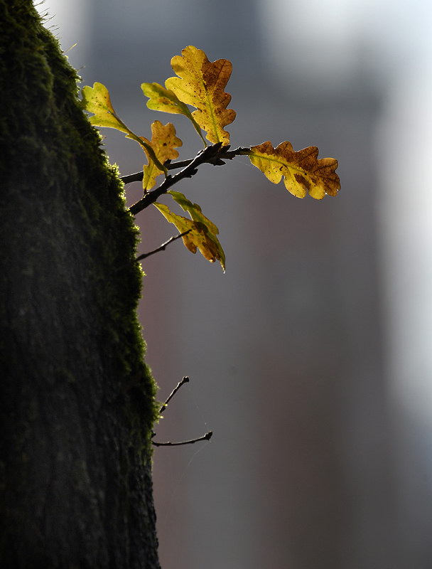 1+Winter _DDC9024 Kopie.jpg - Waldfrieden